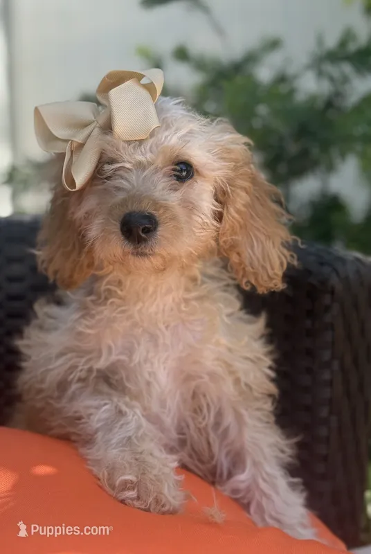 Cream mini goldendoodle  – Miniature Goldendoodle puppy for sale in Menifee, CA