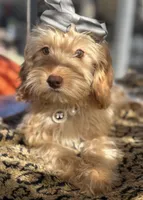 Mini goldendoodle green hazel eyes , a female Miniature Goldendoodle for sale in Menifee, CA – 3 of 8
