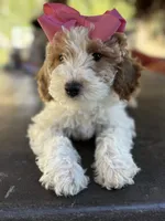 Beautiful girl Goldendoodle, a female Miniature Goldendoodle for sale in Menifee, CA – Photo 4 of 7