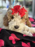 Beautiful girl Goldendoodle, a female Miniature Goldendoodle for sale in Menifee, CA – Photo 7 of 7