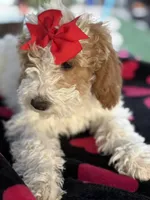 Beautiful girl Goldendoodle, a female Miniature Goldendoodle for sale in Menifee, CA – Photo 1 of 7