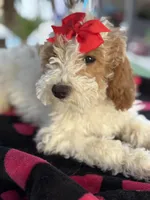 Beautiful girl Goldendoodle, a female Miniature Goldendoodle for sale in Menifee, CA – Photo 3 of 7