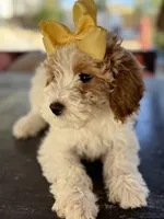 Beautiful girl Goldendoodle, a female Miniature Goldendoodle for sale in Menifee, CA – Photo 2 of 7