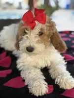 Beautiful girl Goldendoodle, a female Miniature Goldendoodle for sale in Menifee, CA – Photo 5 of 7