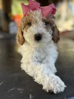 Beautiful girl Goldendoodle, a female Miniature Goldendoodle for sale in Menifee, CA – Photo 6 of 7