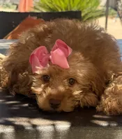  Goldendoodle, beautiful green hazel eyes, a female Miniature Goldendoodle for sale in Menifee, CA – 6 of 6