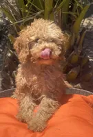 Mini goldendoodle boy hazel green eyes, a male Miniature Goldendoodle for sale in Menifee, CA – 4 of 5