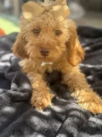  Goldendoodle, beautiful green hazel eyes, a female Miniature Goldendoodle for sale in Menifee, CA – 3 of 8