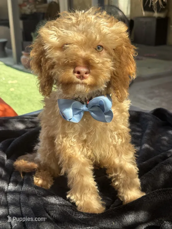Mini goldendoodle green hazel eyes – Miniature Goldendoodle puppy for sale in Menifee, CA