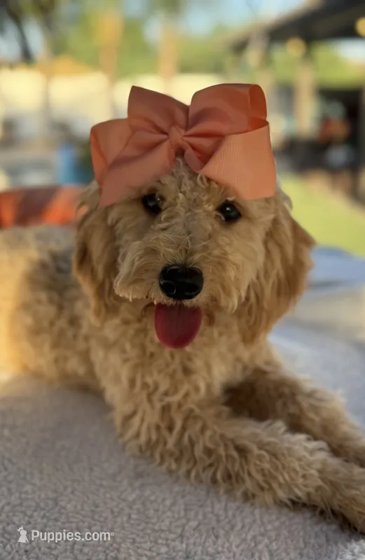   Mini goldendoodle beautiful cream – Miniature Goldendoodle puppy for sale in Menifee, CA