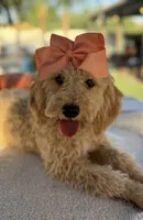   Mini goldendoodle beautiful cream, a female Miniature Goldendoodle for sale in Menifee, CA – 1 of 9