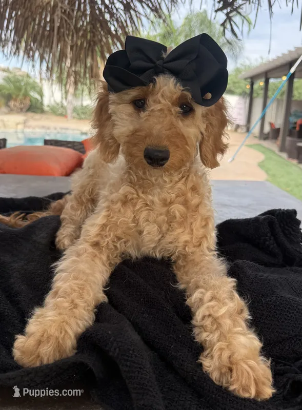 Mini goldendoodle beautiful  – Miniature Goldendoodle puppy for sale in Menifee, CA