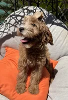 Beautiful mini goldendoodle , a female Miniature Goldendoodle for sale in Menifee, CA – 2 of 4