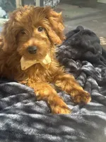 Mini goldendoodle red boy, a male Miniature Goldendoodle for sale in Menifee, CA – 4 of 7
