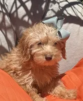 Mini goldendoodle green hazel eyes , a female Miniature Goldendoodle for sale in Menifee, CA – 6 of 8