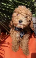 Boy mini goldendoodle , a male Miniature Goldendoodle for sale in Menifee, CA – 1 of 5