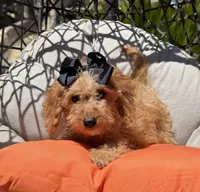 Mini goldendoodle beautiful , a female Miniature Goldendoodle for sale in Menifee, CA – 2 of 5