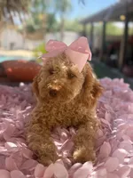  Goldendoodle, beautiful green hazel eyes, a female Miniature Goldendoodle for sale in Menifee, CA – 5 of 10