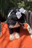 Beautiful mini bernedoodle , a female Miniature Bernedoodle for sale in Menifee, CA – 3 of 4
