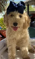 Beautiful mini goldendoodle , a female Miniature Goldendoodle for sale in Menifee, CA – 2 of 9