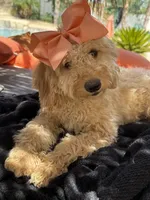   Mini goldendoodle beautiful cream, a female Miniature Goldendoodle for sale in Menifee, CA – 7 of 9