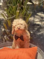 Mini goldendoodle boy hazel green eyes, a male Miniature Goldendoodle for sale in Menifee, CA – 3 of 5