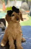 Mini goldendoodle beautiful , a female Miniature Goldendoodle for sale in Menifee, CA – 1 of 5