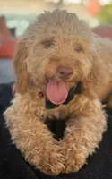 Mini goldendoodle green hazel eyes, a male Miniature Goldendoodle for sale in Menifee, CA – 3 of 8