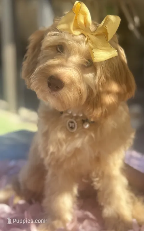 Mini Bernedoodle   Beautiful green hazel eyes – Miniature Bernedoodle puppy for sale in Menifee, CA