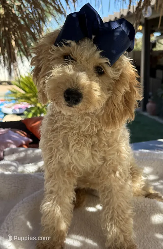 Beautiful mini goldendoodle  – Miniature Goldendoodle puppy for sale in Menifee, CA