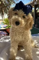 Beautiful mini goldendoodle , a female Miniature Goldendoodle for sale in Menifee, CA – 1 of 9