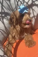 Mini goldendoodle , a female Miniature Goldendoodle for sale in Menifee, CA – 5 of 5