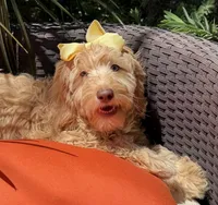 Mini Bernedoodle   Beautiful green hazel eyes, a female Miniature Bernedoodle for sale in Menifee, CA – 4 of 5
