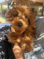 Mini goldendoodle red boy, a male Miniature Goldendoodle for sale in Menifee, CA – 2 of 7