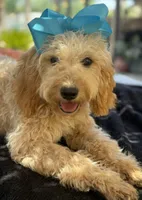 Beautiful mini goldendoodle , a female Miniature Goldendoodle for sale in Menifee, CA – 5 of 8