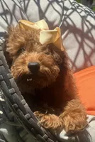 Mini goldendoodle , a female Miniature Goldendoodle for sale in Menifee, CA – 4 of 5