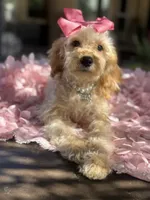   Mini goldendoodle beautiful cream, a female Miniature Goldendoodle for sale in Menifee, CA – 7 of 7