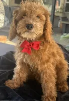 Boy mini goldendoodle , a male Miniature Goldendoodle for sale in Menifee, CA – 5 of 8