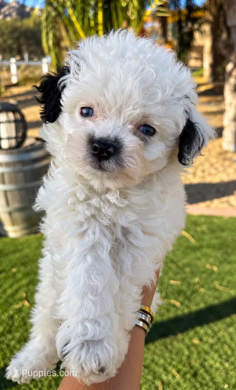 Beautiful blue eyes toy, Aussie Doodle – Miniature Aussiedoodle puppy for sale in Menifee, CA