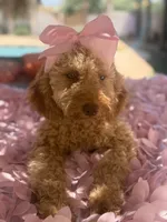  Goldendoodle, beautiful green hazel eyes, a female Miniature Goldendoodle for sale in Menifee, CA – 9 of 10