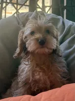 Mini goldendoodle green hazel eyes , a female Miniature Goldendoodle for sale in Menifee, CA – 4 of 8