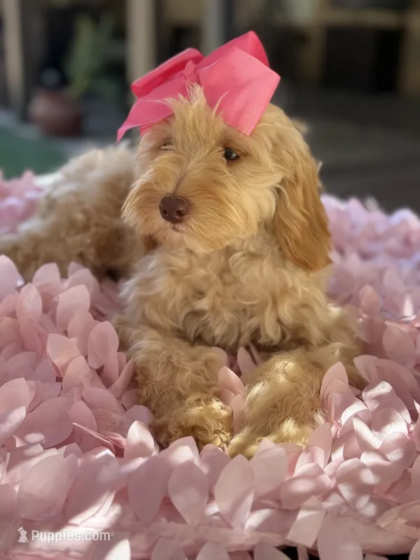 Mini goldendoodle  – Miniature Goldendoodle puppy for sale in Menifee, CA
