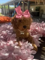 Mini goldendoodle , a female Miniature Goldendoodle for sale in Menifee, CA – 4 of 7
