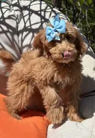 Mini goldendoodle , a female Miniature Goldendoodle for sale in Menifee, CA – 4 of 5