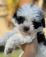 Beautiful rare  toy Aussie Doodle, a male Miniature Aussiedoodle for sale in Menifee, CA – 1 of 4