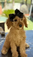 Mini goldendoodle beautiful , a female Miniature Goldendoodle for sale in Menifee, CA – 5 of 5