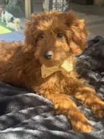 Mini goldendoodle red boy, a male Miniature Goldendoodle for sale in Menifee, CA – 3 of 7