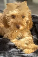  Goldendoodle, beautiful green hazel eyes, a female Miniature Goldendoodle for sale in Menifee, CA – 2 of 8