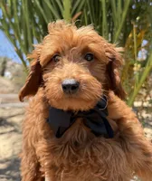 Mini goldendoodle red boy, a male Miniature Goldendoodle for sale in Menifee, CA – 2 of 4
