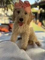   Mini goldendoodle beautiful cream, a female Miniature Goldendoodle for sale in Menifee, CA – 3 of 9